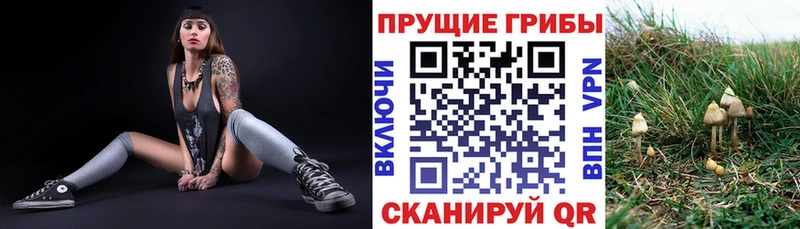 Купить  Шумиха  Псилоцибиновые грибы MAGIC MUSHROOMS 